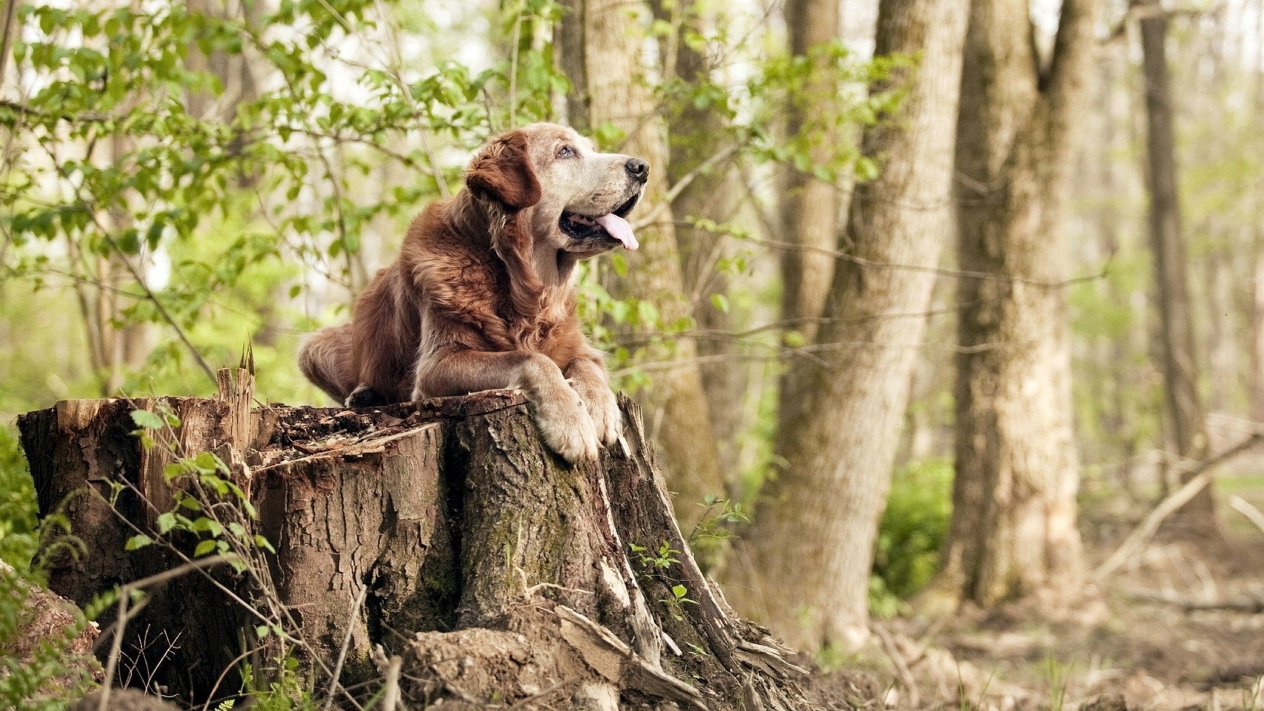 _运动康复新技术:科技为运动员护航_,运动康复产业前沿